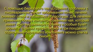 Берёзовые листья  лечебные свойства, рецепты и противопоказания