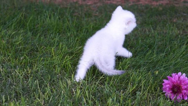 SilverTales Arabella - 5 Weeks смотреть онлайн