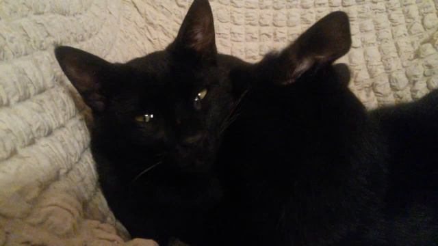 ласки черных котов смотреть онлайн