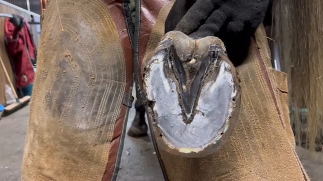 Перековка копыт Серого. Результаты наращивания копыта. Усталое нытье автора канала смотреть онлайн