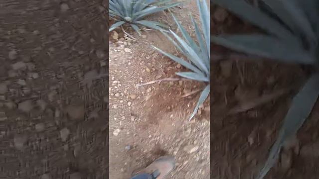 Aplicación de fertilizante manual смотреть онлайн