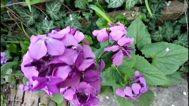 Лунария апрель смотреть онлайн