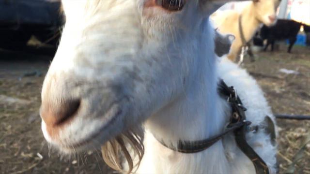 Друг Вовы- козёл смотреть онлайн