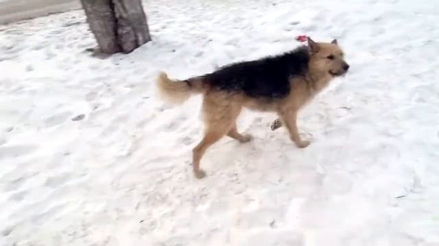 2020.01.18. Стая собак на ул. Толстого, Красноярск. смотреть онлайн