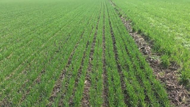 Осмотр полей. Пшеница по целине после пара. смотреть онлайн