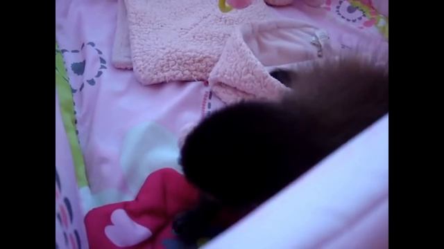 МАЛЕНЬКИЕ ОБЕЗЬЯНКИ - ПОДБОРКА ПРИКОЛОВ \ FUNNY AND CUTE LITTLE MONKEYS смотреть онлайн