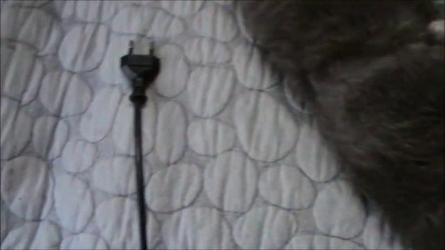 Клещ на диване(второй за весну) смотреть онлайн