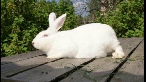 Кролики породы "Серый" и "Белый Великан" | Немного о моих кроликах и истории их породы и содержании