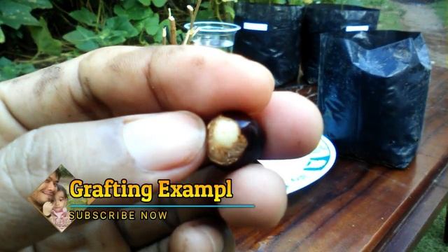How To Growing Longan From Seeds With Quickly Method by Grafting Examples смотреть онлайн