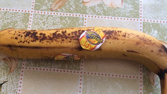 Наука о Животных и их Поведение