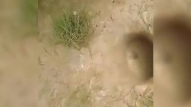 Охотничья змея на рыбалке! смотреть онлайн