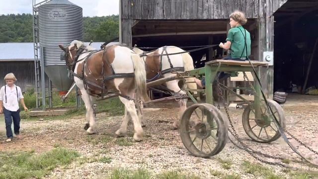 Bud & Tom Spotted Draft Team for sale WATCH KIDS WORK THESE HORSES This team is a class act‼️‼️‼️‼️ смотреть онлайн