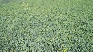 Как и когда сеять люцерну Сколько семян люцерны нужно на 10 соток Какую траву посеять на сено