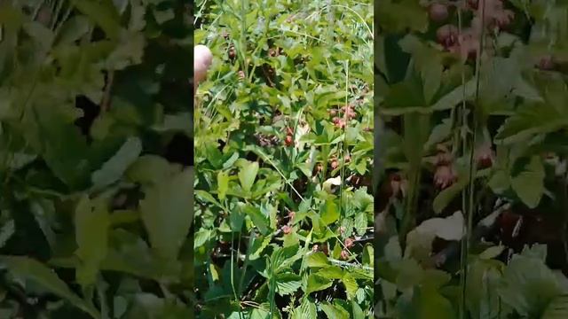 Быстрый сбор земляники! смотреть онлайн