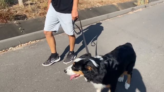 Learn the simple process to walk off leash with distractions смотреть онлайн