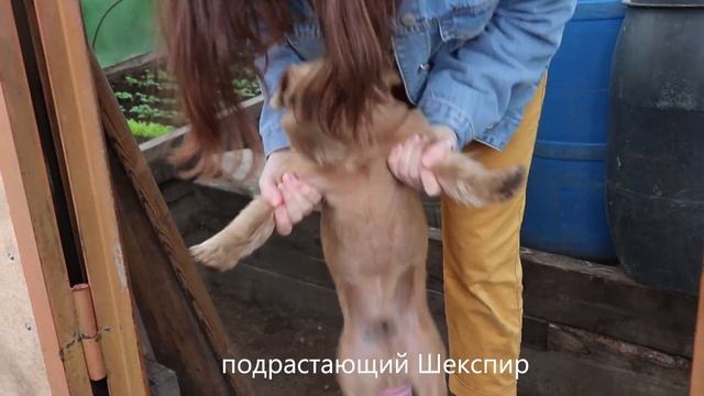 Дачный Влог: готовим пирог, подбираем образы, много гуляем и смеёмся смотреть онлайн