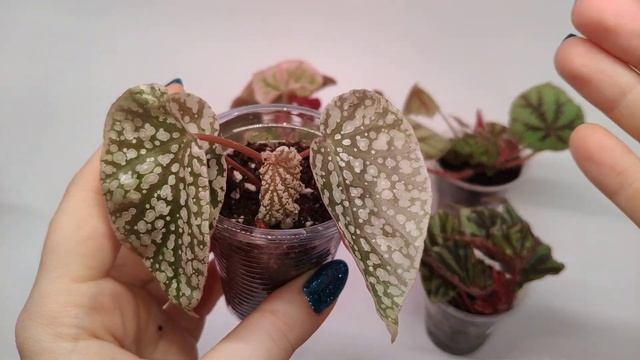 Бегонии. Новинки в коллекции. смотреть онлайн