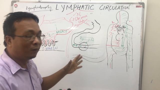 lymphatic circulation -2;lymph node, chyle,thoracic duct(nursing and MBBS 1) смотреть онлайн