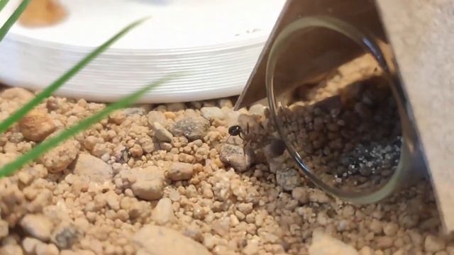 Муравьи рода Messor #3