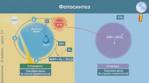 Биология 9 класс (Урок№11 - Фотосинтез.)