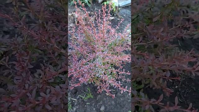 Барбарис Оранж Дрим(Барбарис Тунберга) смотреть онлайн