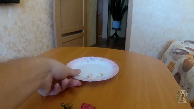 МАНГУСТИН и ДАЛМАТИН?MANGOSTEEN And DALMATIAN?