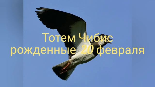 Тотем Чибис рожденные 20 февраля смотреть онлайн