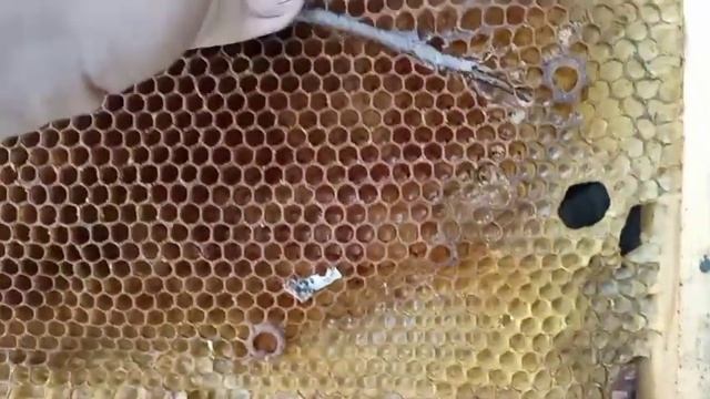 миф развеян-Моль поедает пчелиные белые рамки/ пчеловодство/восковая моль смотреть онлайн