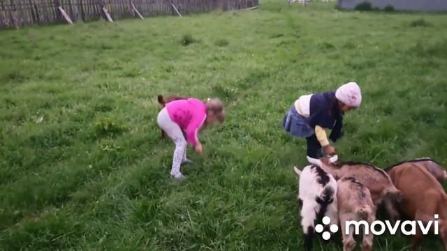 Вырвала зуб.Получила посылку с сыромании. Продаю коз. Хороший вылуп. смотреть онлайн