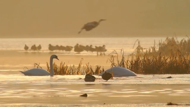 Стихии и физическое тело. Медитация. смотреть онлайн