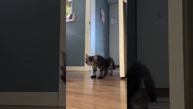 Какие лапищи! смотреть онлайн