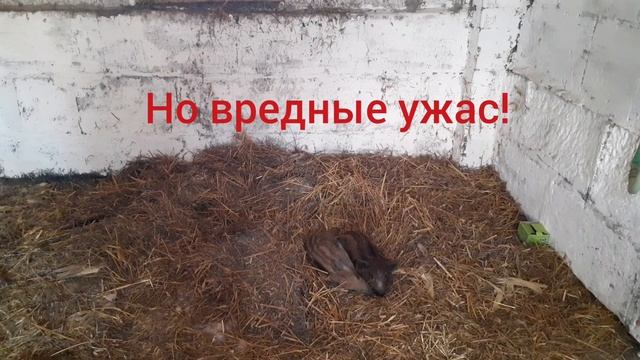 Ушной клещ и глисты у кроликов!?Как бороться? смотреть онлайн