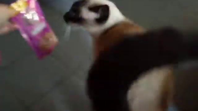 Whiskas pouch effect смотреть онлайн