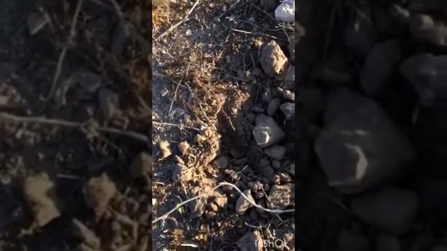 Monedas y Muchos hallazgos parte 1 coquimbo antiguo смотреть онлайн