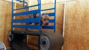 Беговая дорожка для собак