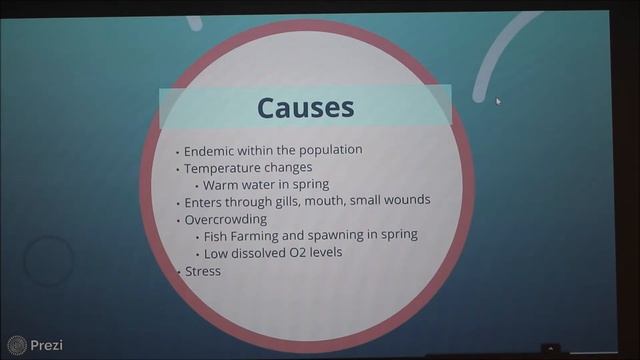 Columnaris in Freshwater Fish смотреть онлайн