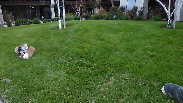 США Лос Анжелес, Калифорния,Мои американские Корги вокруг русских берёзок. смотреть онлайн