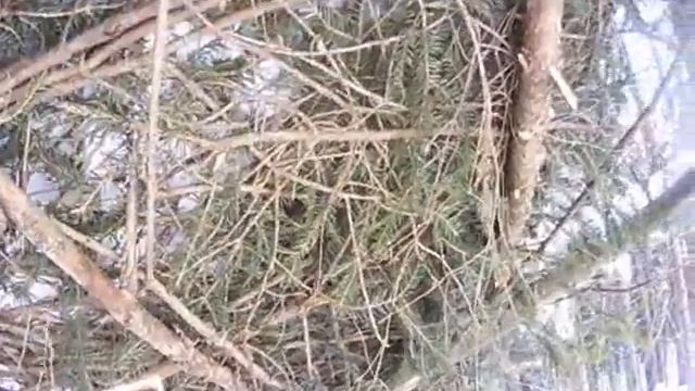 Прогулка по лесу.Закрытие капканного путика! смотреть онлайн