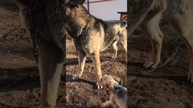собачьи бои смотреть онлайн