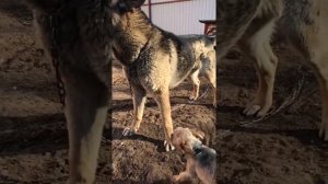 собачьи бои