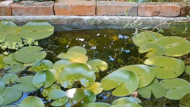 Пруд без водорослей. Лето . Мальки. смотреть онлайн