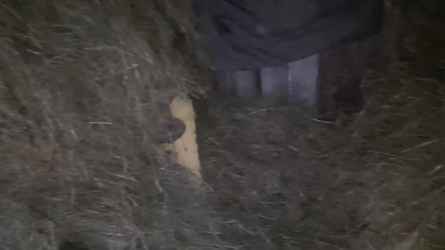 Сделали Навес для овец, Убрали Сено, Женя закончил чистить бочки