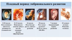 Тема 30. Онтогенез человека