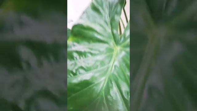 Студия маникюра и педикюра BE HAPPY смотреть онлайн