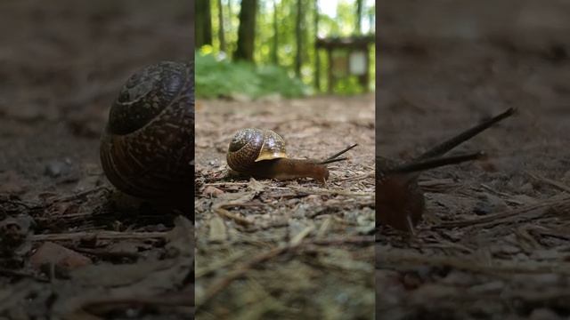 Улитка лесная смотреть онлайн