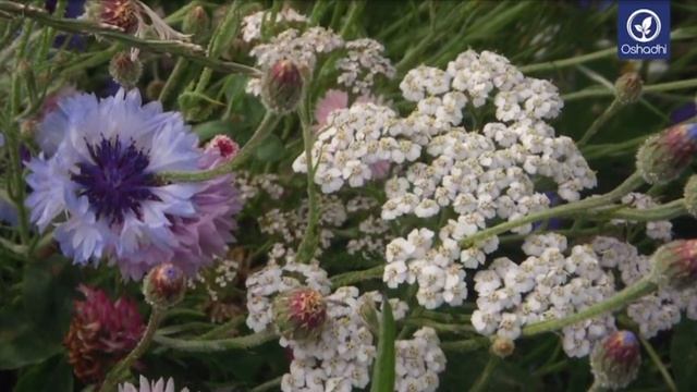 Тысячелистник (Achillea millefolium) - тысяча листьев, тысяча лекарств | Портрет растения смотреть онлайн