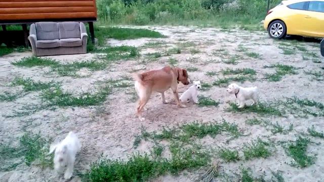 Моськи против Слона: щенки Цвергшнауцера атакуют Лабрадора/puppies miniature Labrador attack смотреть онлайн