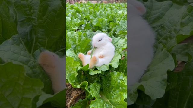 🐰❤️💯❓ смотреть онлайн