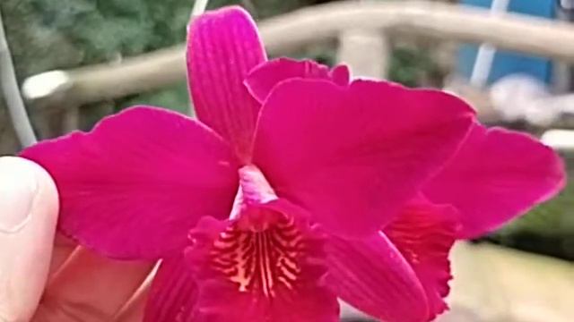 Laeliocattleya Hsin Buu Lady смотреть онлайн