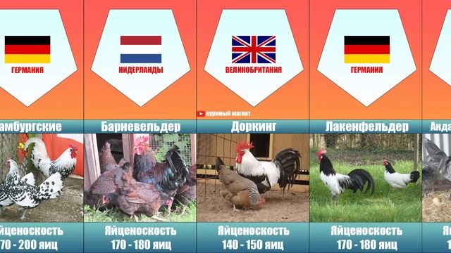 Породы кур | куры из разных стран | яйценоскость смотреть онлайн